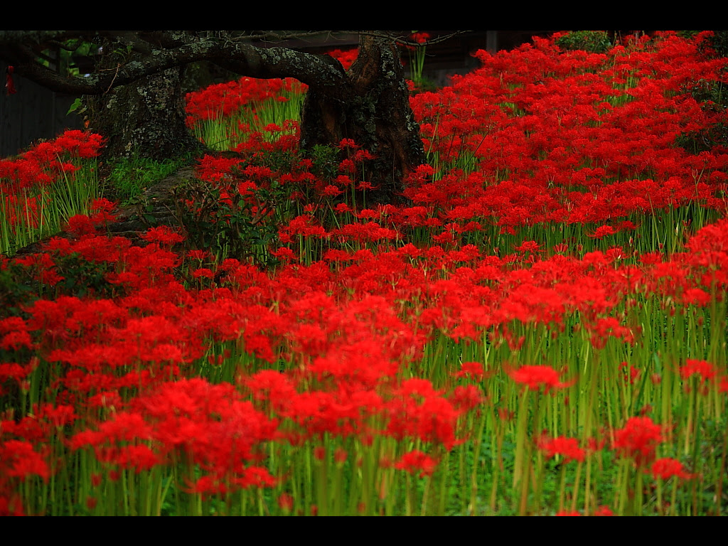 無料印刷可能ピンク 彼岸花 最高の花の画像