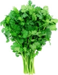 cilantro bunch 2