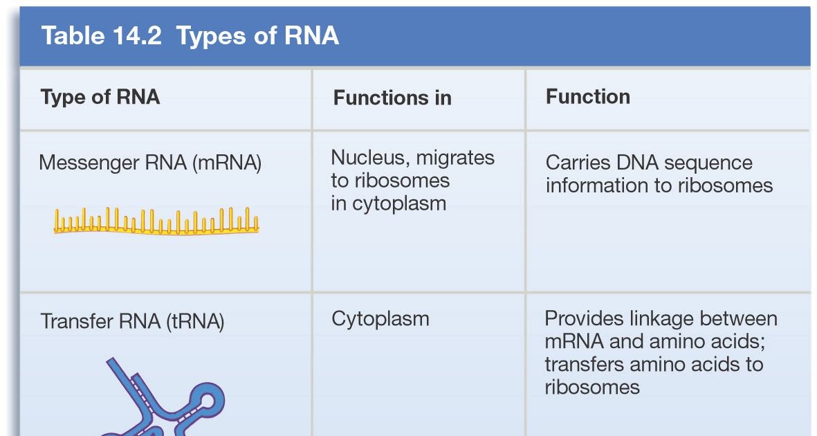 Trna And Mrna Transcription Worksheet With Answer Key : DNA Transcription and Translation ...