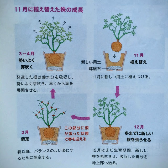 すべての美しい花の画像 新鮮な鉢 バラ の 植え 替え 時期