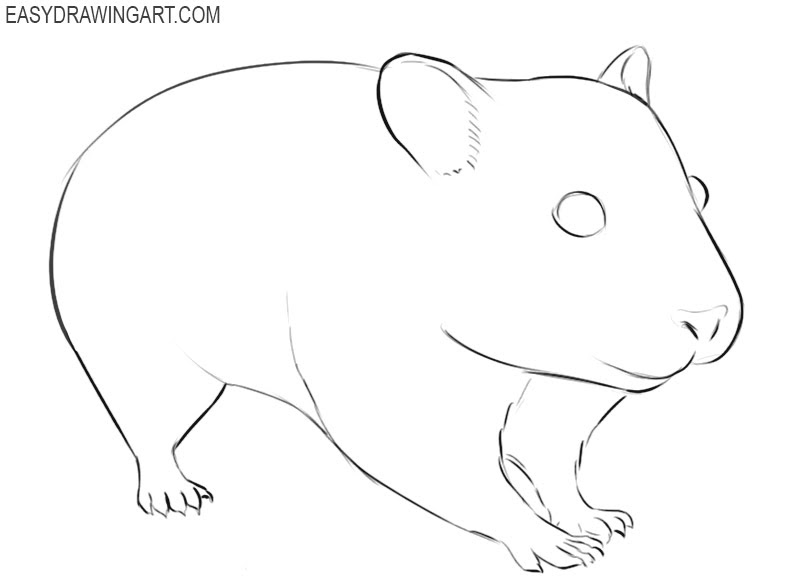 Hamster Drawing Easy Step By Step - Goimages Ville