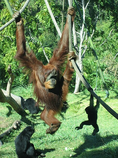 File:SD Zoo Orangs.jpg