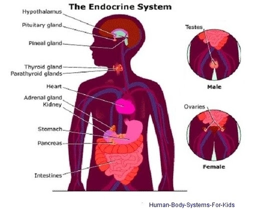Male human anatomy diagram male body anatomy organs anatomy diagram. Human Body Systems For Kids Anatomy System Human Body Anatomy Diagram And Chart Images