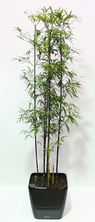 最新のhd 竹 鉢植え 育て方 マインクラフトの最高のアイデア