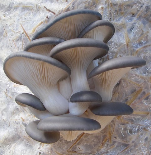 Liberty Cap Mushroom Kit - All Mushroom Info