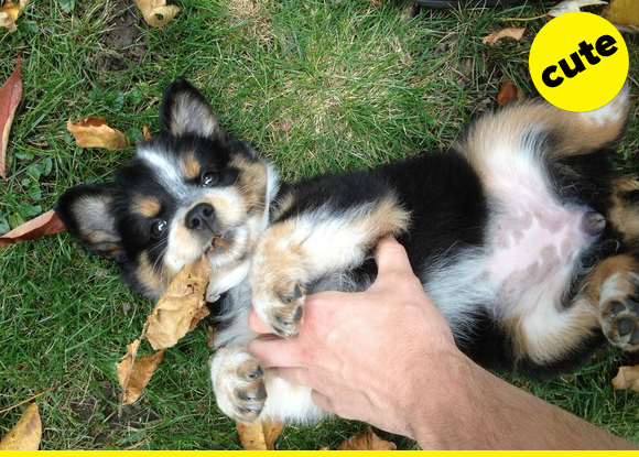 Fluffy black and white puppy getting a belly scratch.