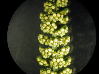 すべての美しい花の画像 ぜいたくブタクサ 花粉