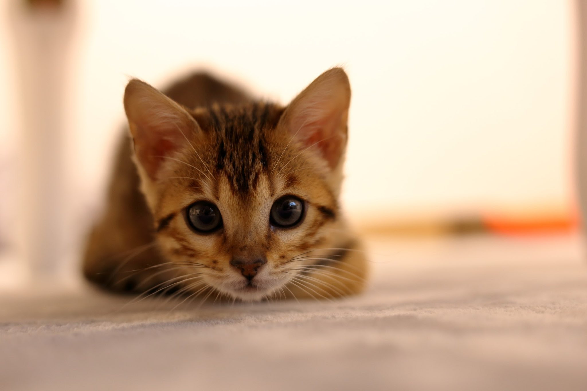 ベスト 世界一可愛い猫画像