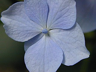すべての花の画像 75 アジサイ 装飾 花