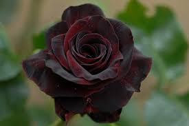 無料印刷可能花 言葉 黒 薔薇 すべての美しい花の画像