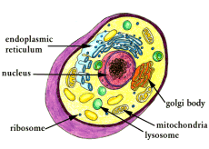 Eukaryotic cell diagram