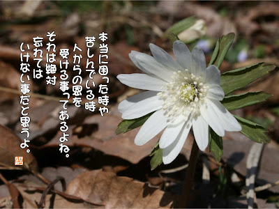 [10000ダウンロード済み√] 花言葉 かっこいい 186166-花言葉 かっこいい
