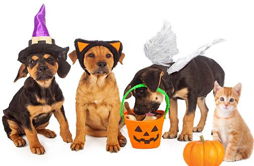 dogs and cats in Halloween costumes