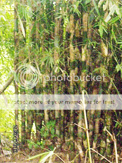 Info Populer 15 Kerajinan Bambu Apus