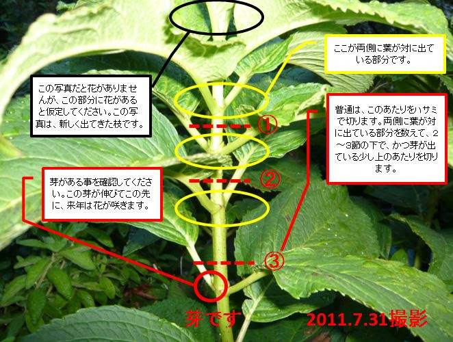 Netyasun あじさい 花 終わり