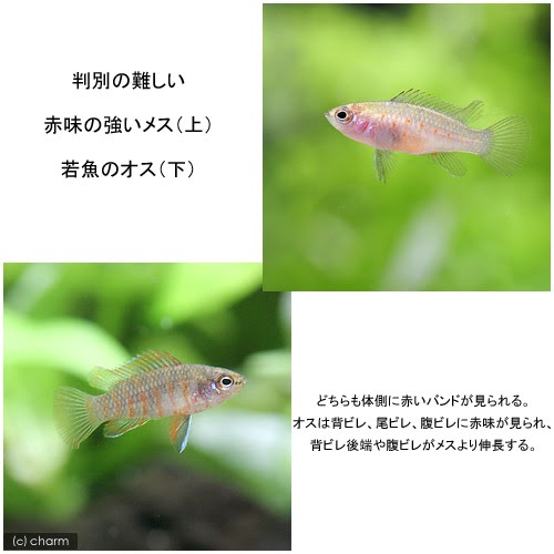 最も好ましい スカーレットジェム スカーレットジェム 繁殖 Bisakikiyoshimorikokundd