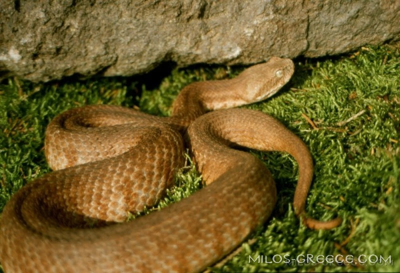 Sie ist die grofste viper europas, kommt hier allerdings nur in dagestan und damit am aufsersten. Vipera Lebetina Macrovipera Schweizeri Schlangen In Milos Milos Greece Com
