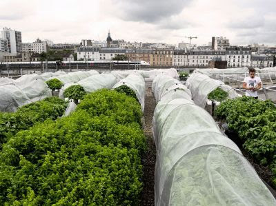 Cultures sur un toit parisien