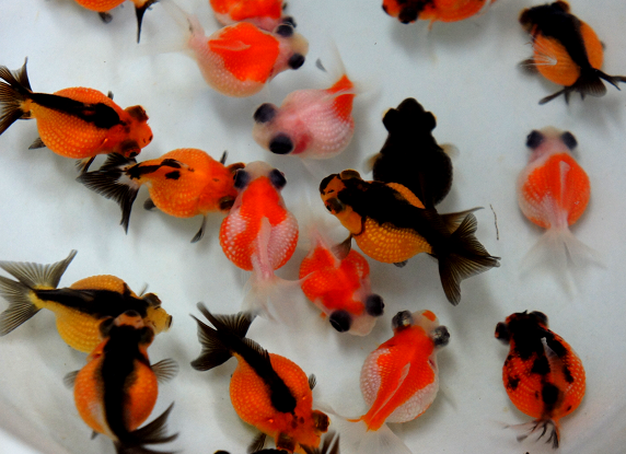 ベスト金魚 種類 ピンポンパール 魚のすべて