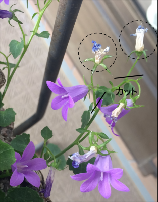 美しい花の画像 Hd限定花 ベルフラワー