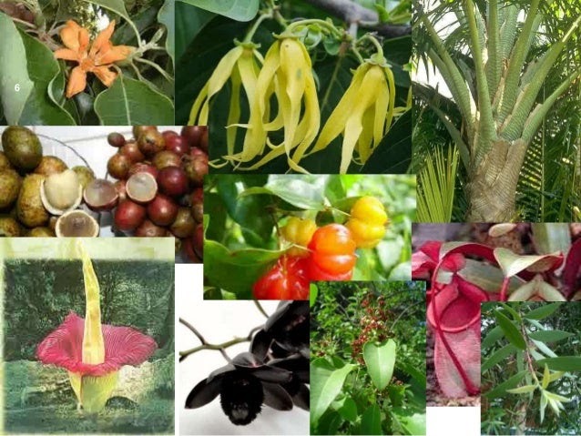 Paling Keren 41 Gambar Flora Dan Fauna Serta Pengertiannya