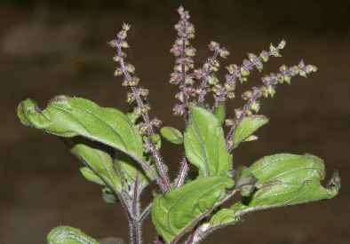 Basil is an herb in the mint family. Spice Pages Basil Ocimum Basilicum Sanctum Tenuiflorum Canum
