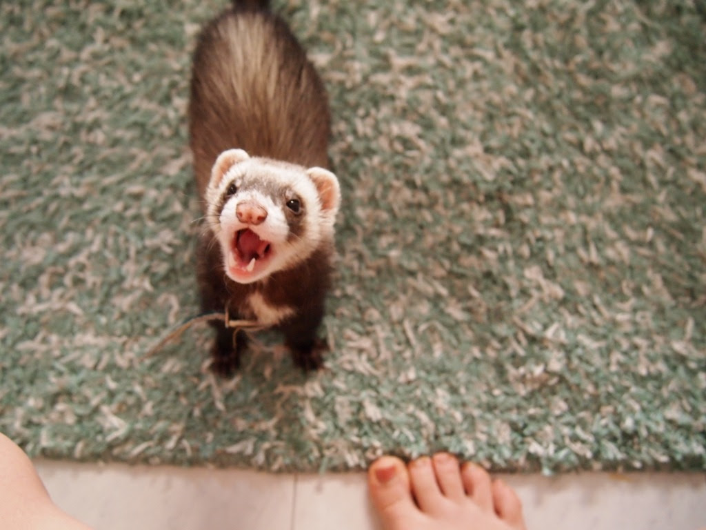 最高の動物画像 トップ100フェレット 可愛い 画像