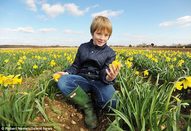 Britain in bloom: A child sits in a sea of daffodils at Hollam Nursery, in Titchfield, Hampshire. Two weeks ago this field was covered in snow