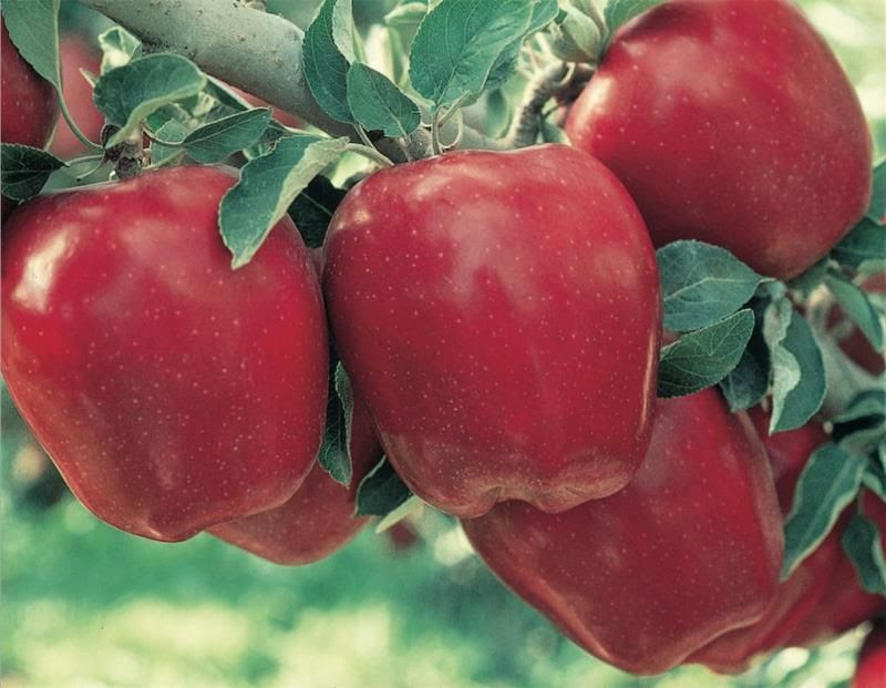 So the plants are now back in our nursery in melbourne and these 3 year old advanced plants in 30cm pots are going out at $39.95. Advanced Fruit Trees For Sale Melbourne