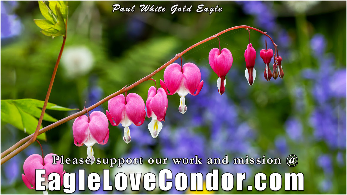 Bleeding-HEarts-and-Purple-flowers