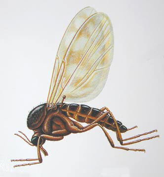 Gnat