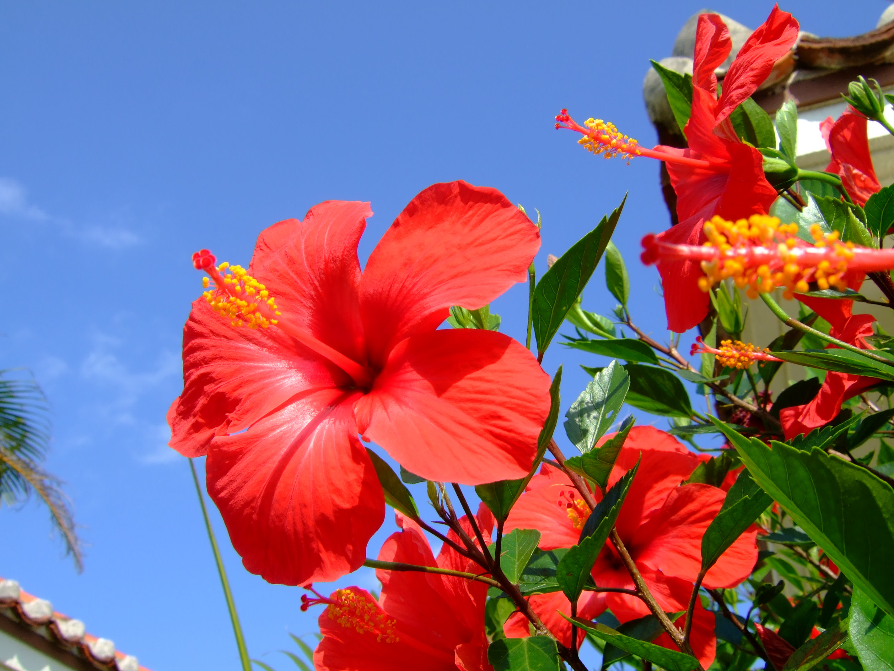 心に強く訴えるミヤマ キリシマ 花 言葉 すべての美しい花の画像