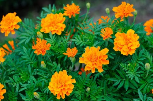 新鮮なマリー ゴールド 種類 最高の花の画像