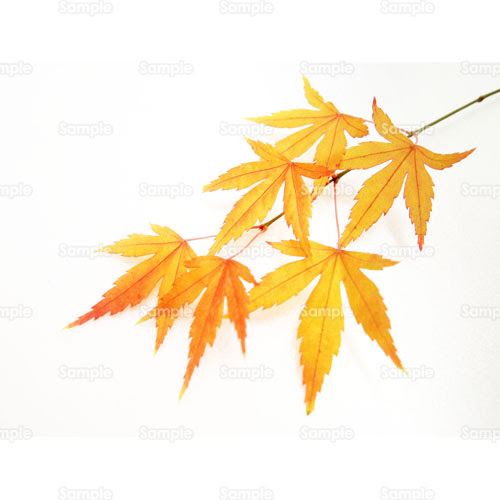 手書き 紅葉 イラスト 簡単