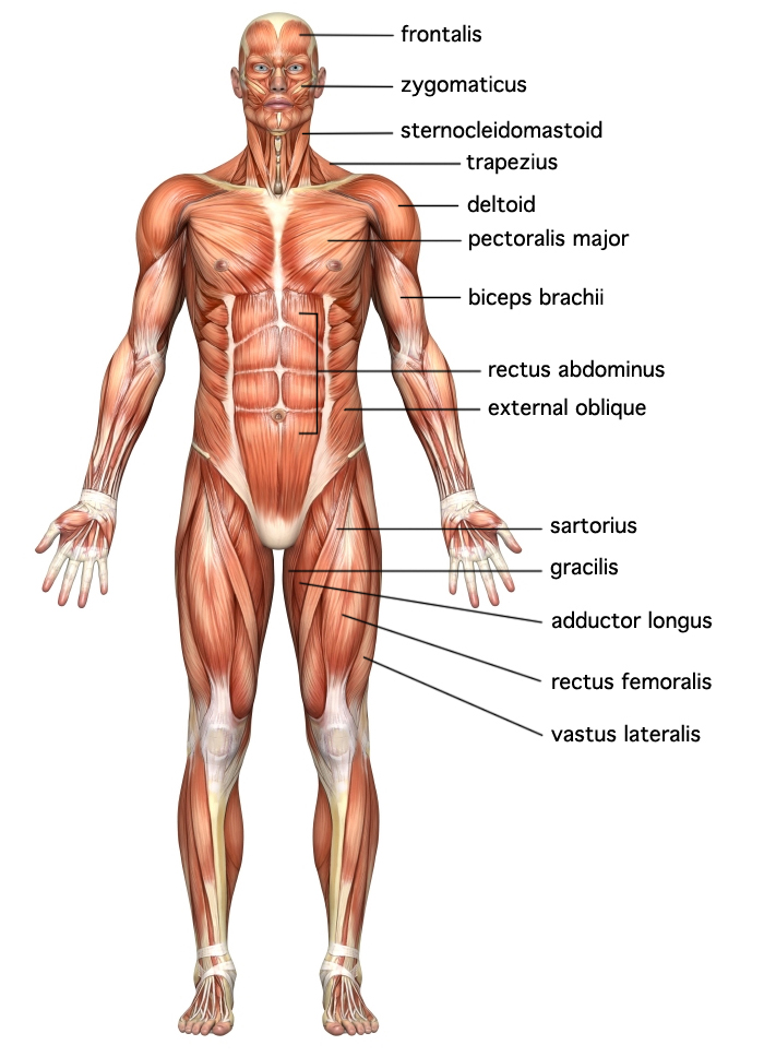 Human muscle system, the muscles of the human body that work the skeletal system, that are under voluntary control, and that are concerned with the following sections provide a basic framework for the understanding of gross human muscular anatomy, with descriptions of the large muscle groups. Cybersurgeons