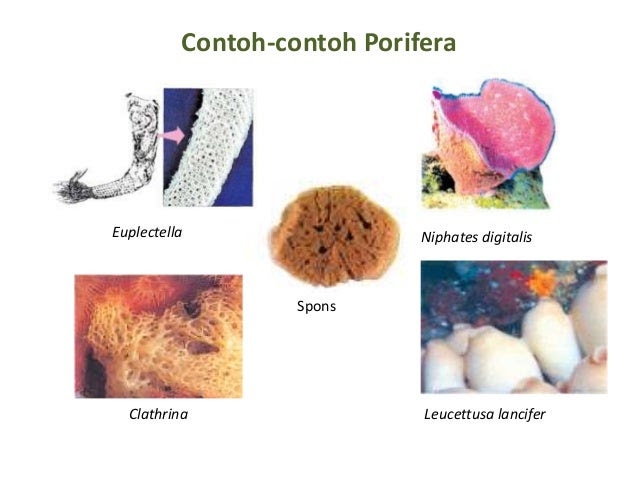  Contoh Hewan Avertebrata Porifera  Contoh  Tay