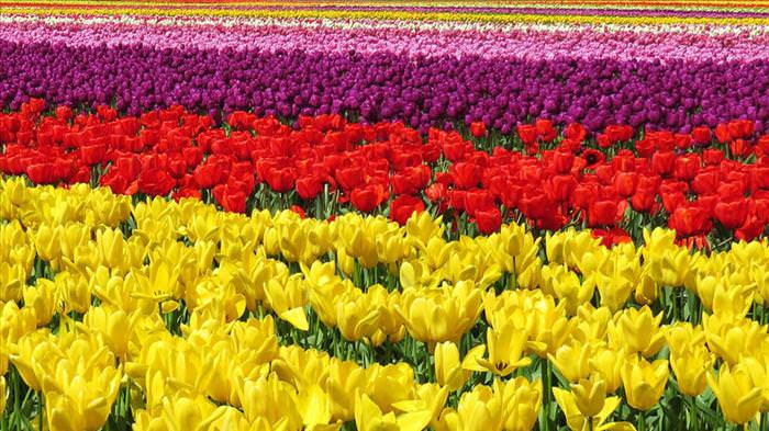 tulip photos