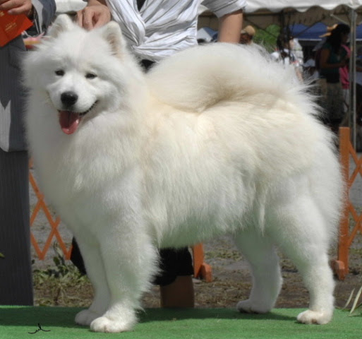 驚くばかり白い 犬 犬種 最高の花の画像