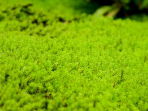 上 苔の種類 写真 1187 苔の種類 写真 Bisakiichisagawaehu