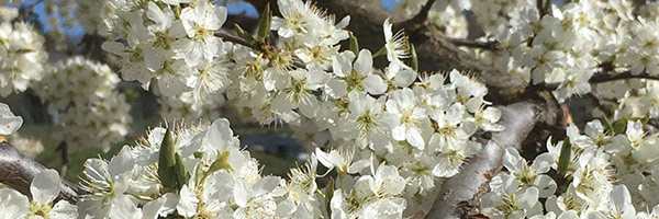 prunus-salicina-beauty2-600x200.jpg