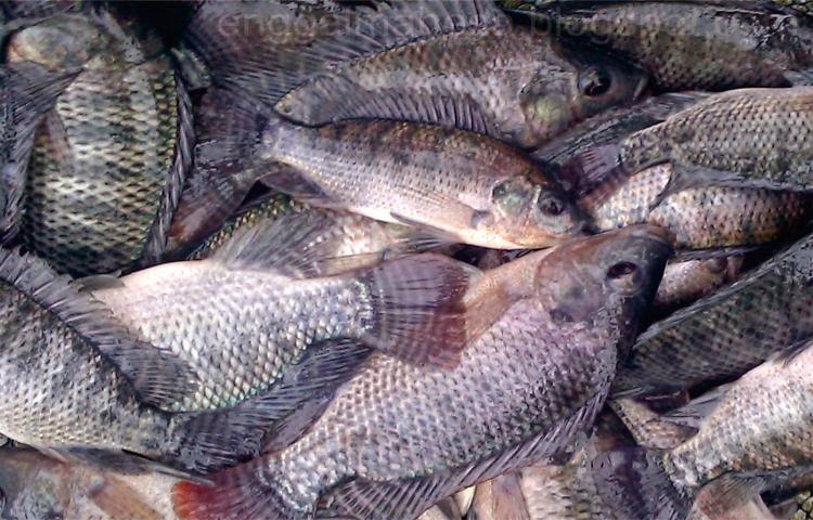 Jenis Ikan  Konsumsi  Yang Dibudidayakan Di Keramba Jaring 