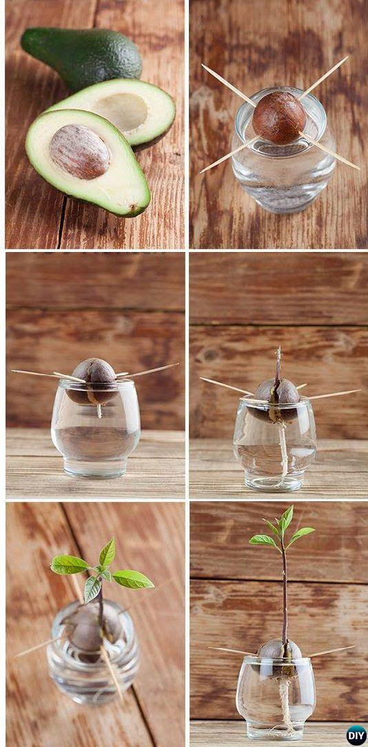 After the initial root growth, the top half of the seed will. Grow Avocado Tree From Seed Picture Instructions
