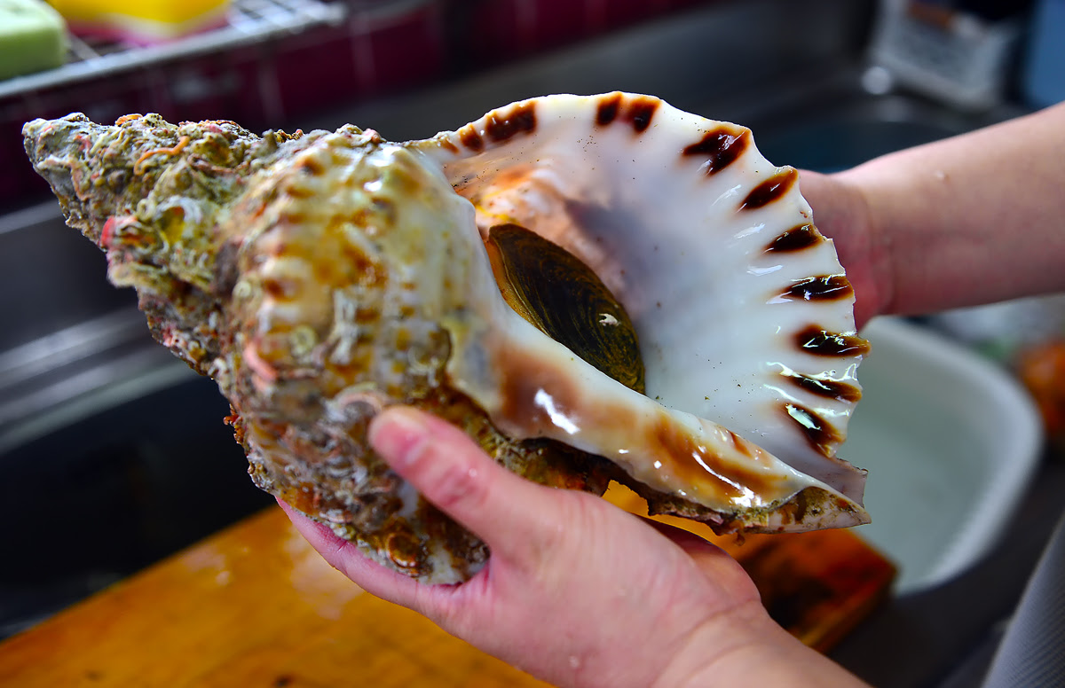 ベスト50 ほら貝 食べ方 最高の花の画像