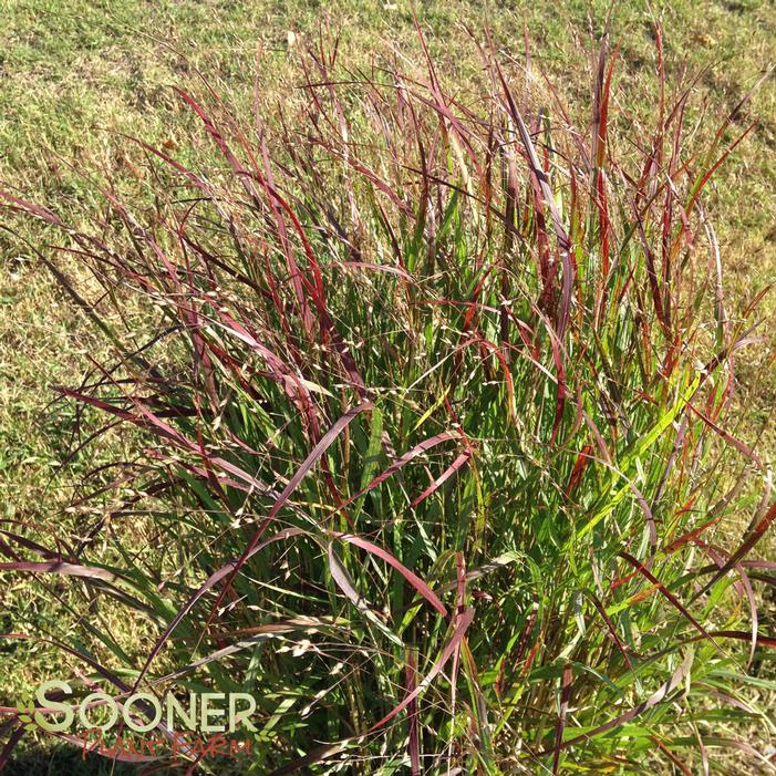 This field is for validation purposes and should be left unchanged. Shenandoah Switch Grass Buy Online Best Prices