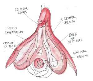 The key parts of the female breast include: Can You Label Your Anatomy