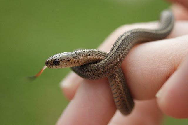 Clint talks specifically about one of the most underrated snakes in the world, garter snakes, weighing the merits of these incredible snakes so you can. Short Headed Garter Snake Gartersnake Info