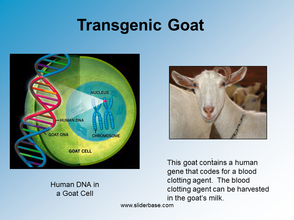 Let's break apart the word: Genetic Engineering 2 Presentation Genetics