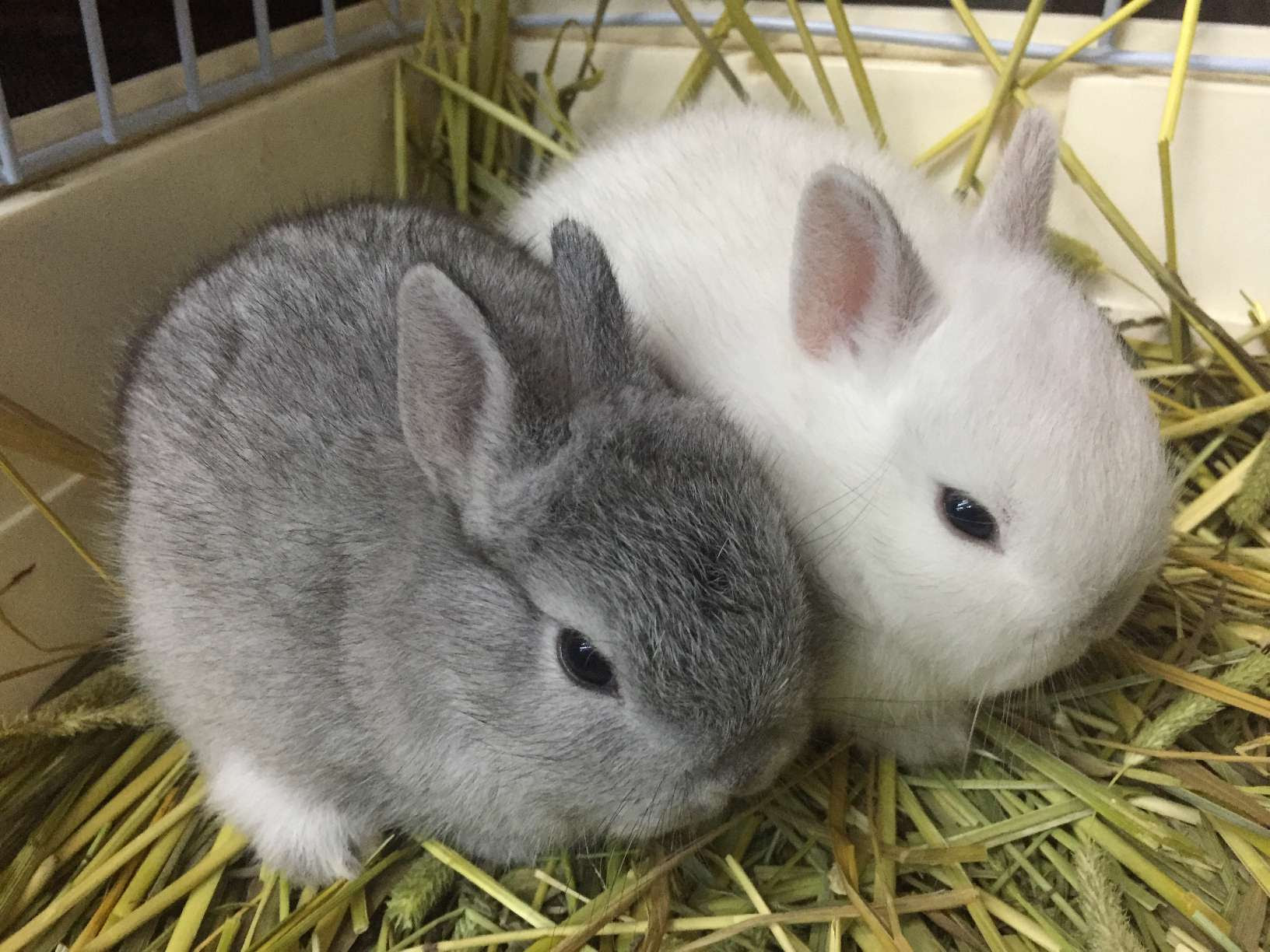 エレガントネザーランド ドワーフ うさぎ グレー すべての動物画像