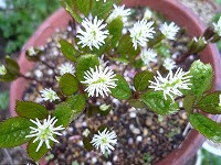 すべての花の画像 50 ヒトリシズカ 花言葉