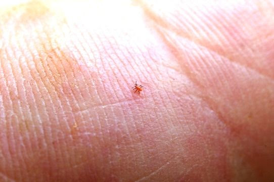 ちっちゃい赤い虫